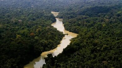 Registro mostra rio correndo em meio à floresta amazônica. Foto: Divulgação